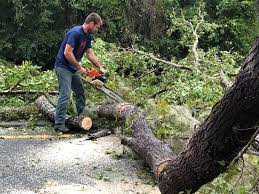 Best Root Management and Removal  in Hutchinson, KS